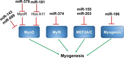 Tiny Regulators of Massive Tissue: MicroRNAs in Skeletal Muscle Development, Myopathies, and Cancer Cachexia